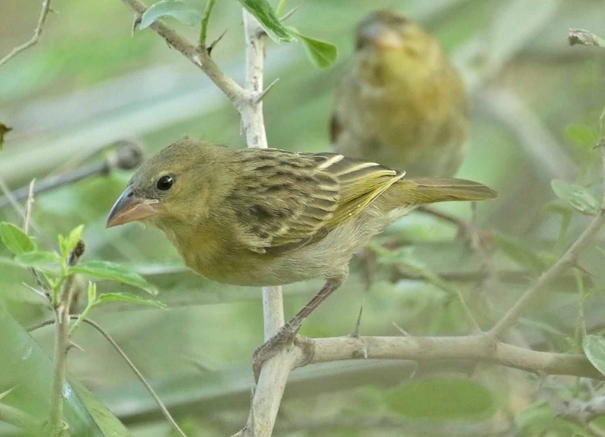 Иволговый ткач - ML646805888