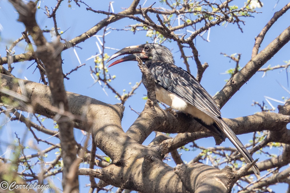 Токо ефіопський - ML646805890