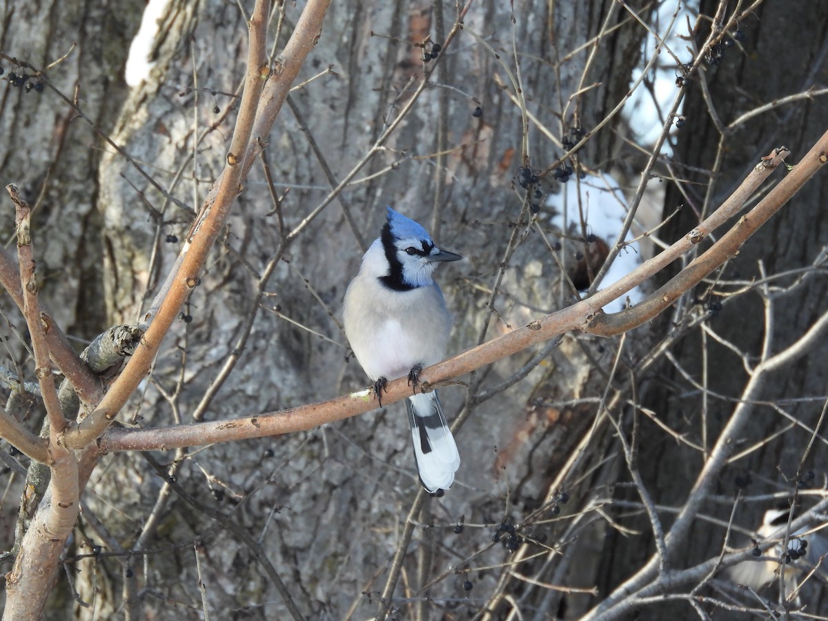 sojka chocholatá - ML646805891
