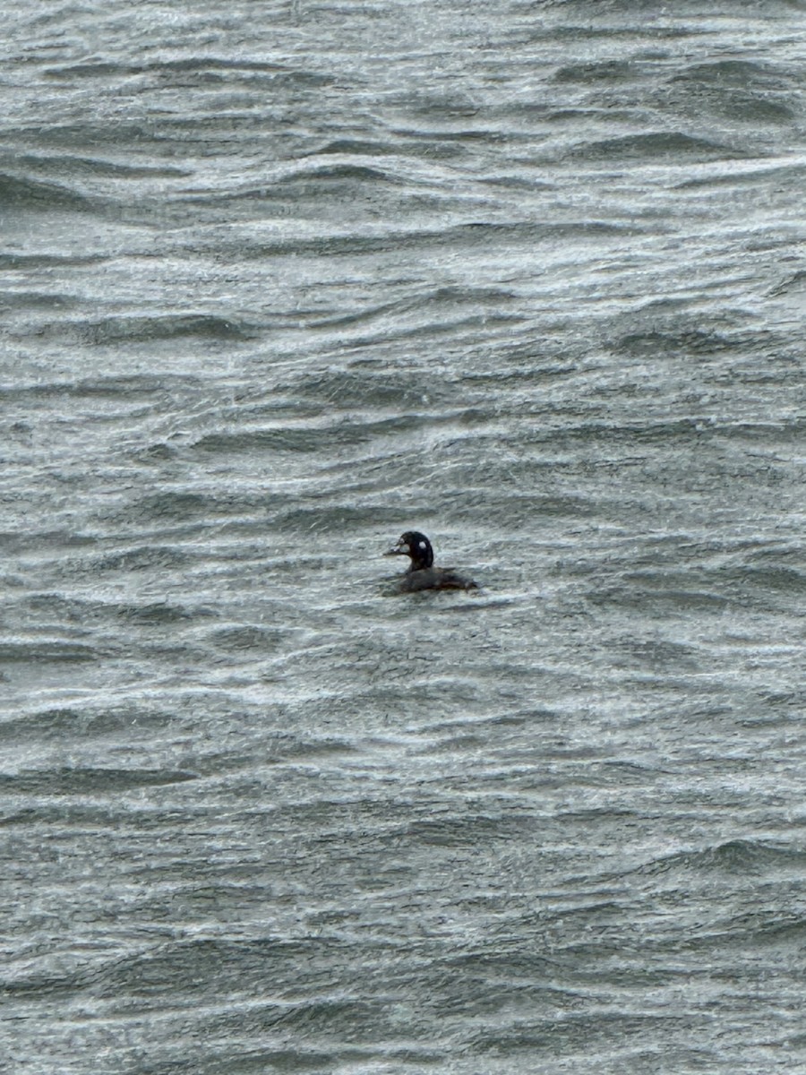 Palyaço Ördeği - ML646805893