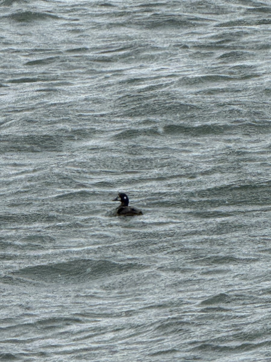 Palyaço Ördeği - ML646805894