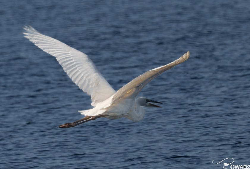 Great Blue Heron (Great White) - ML646805897