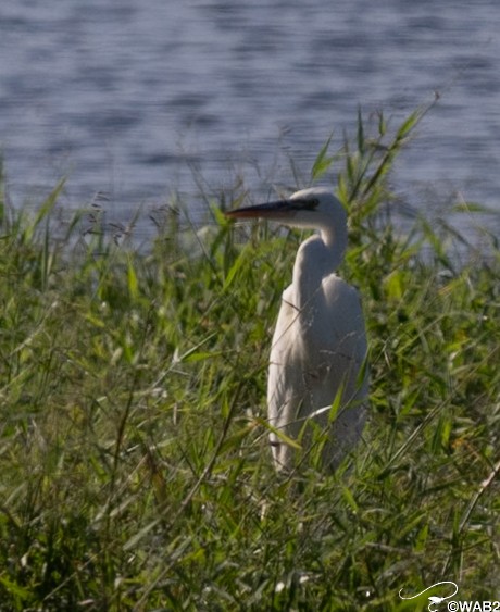 Great Blue Heron (Great White) - ML646805898