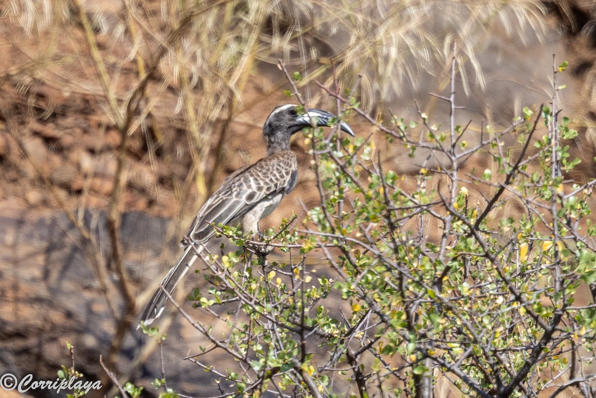 Токо плямистодзьобий - ML646805899