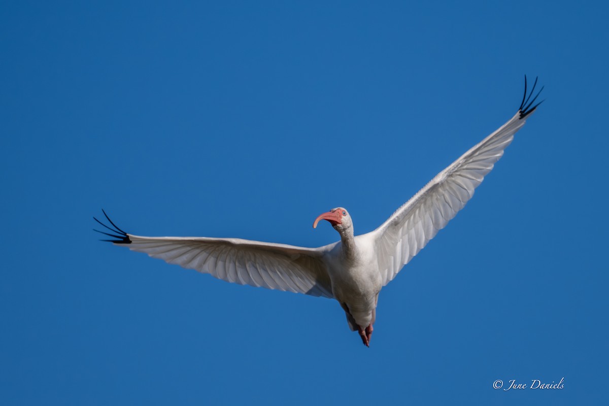 Белый ибис - ML646805900