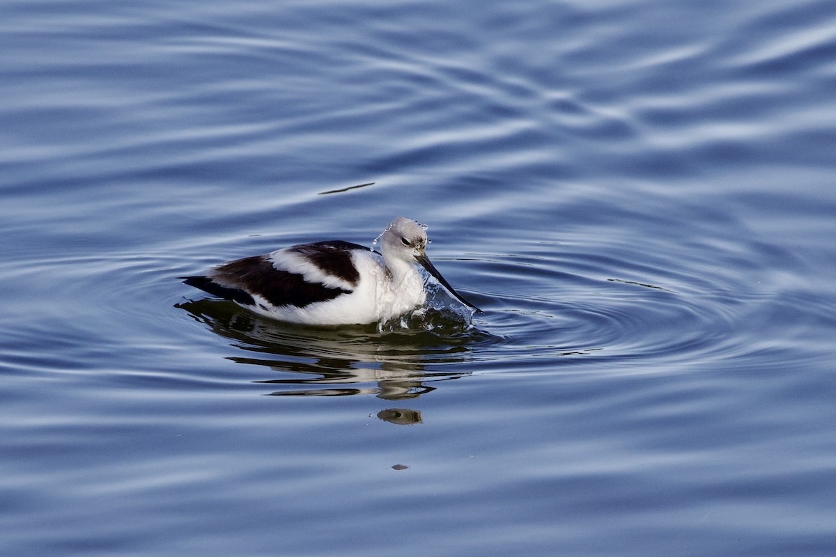 American Avocet - ML646805901