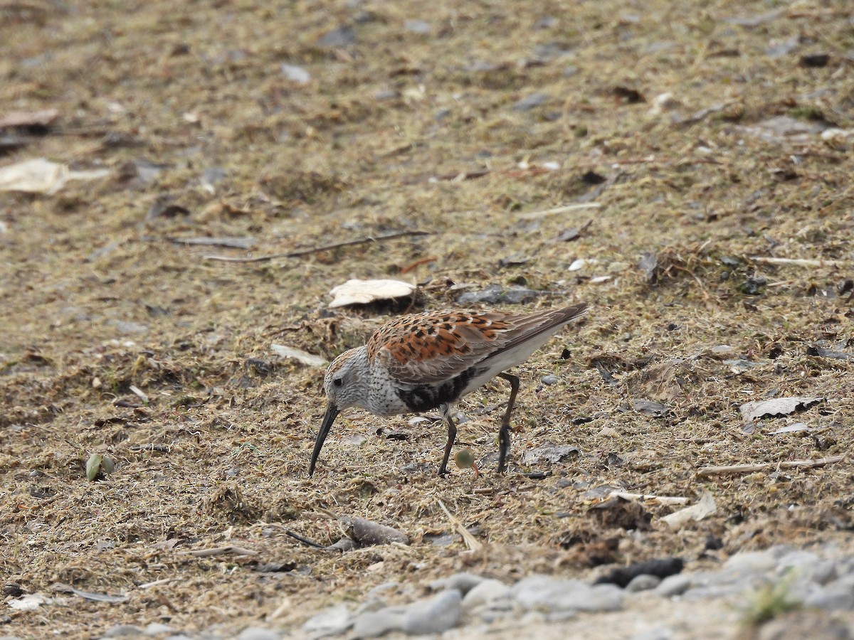 黑腹濱鷸 - ML646805903