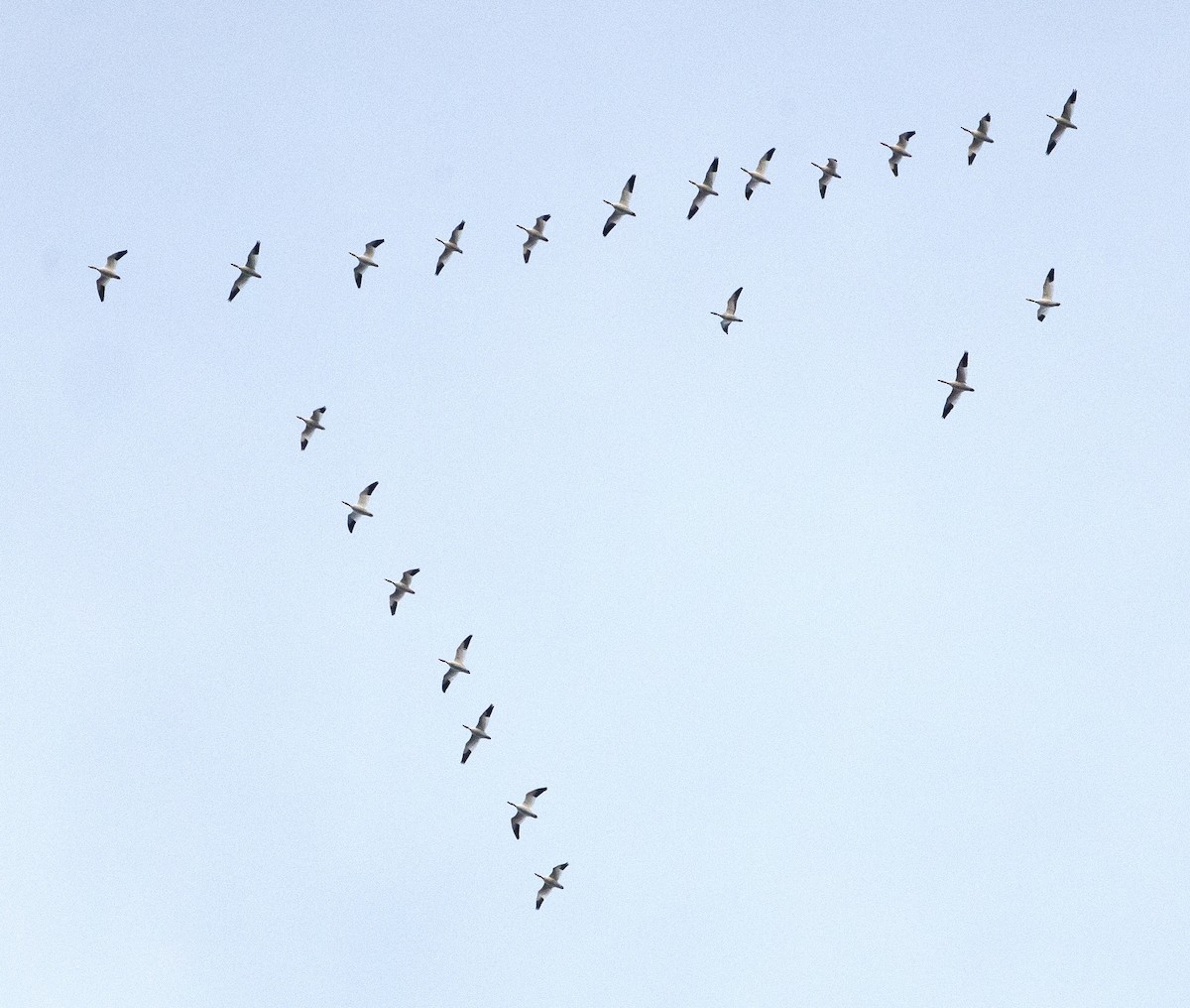 snøgås - ML646805904