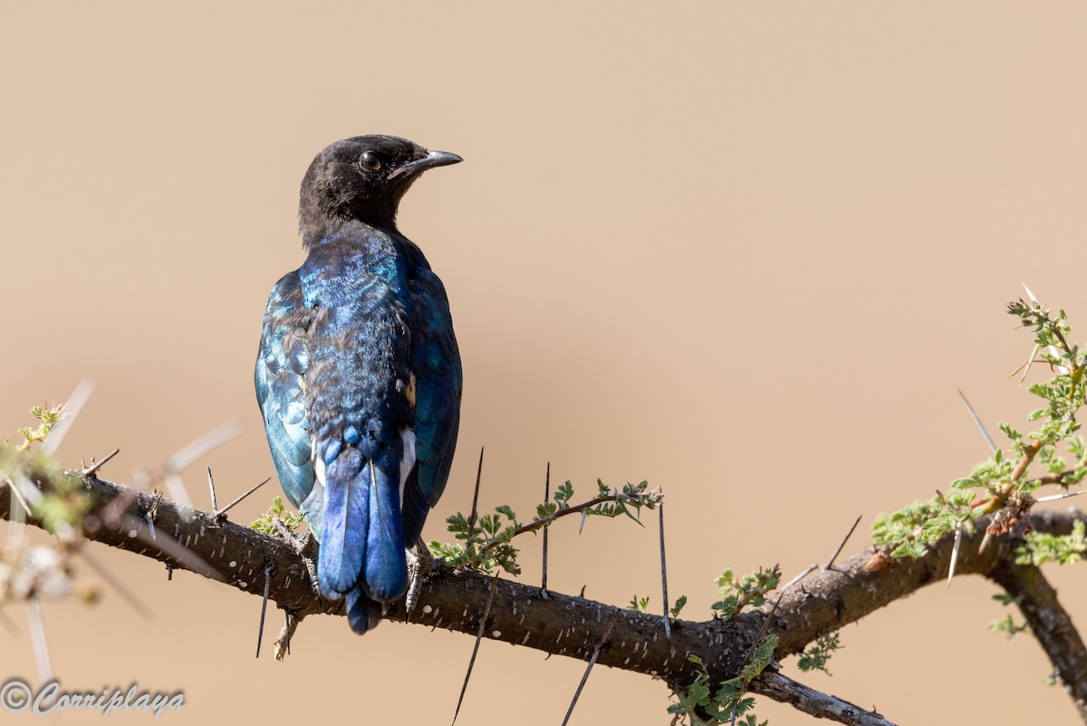 Мерл бронзовоголовий - ML646805905