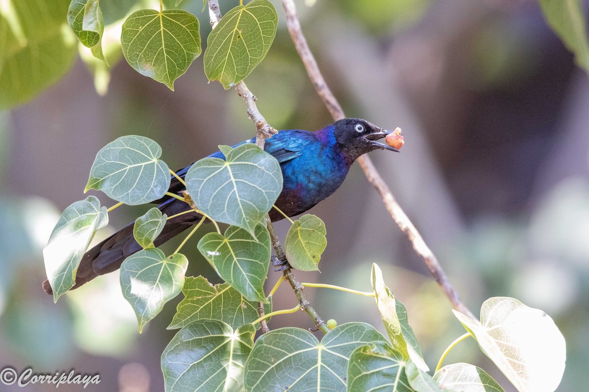 Мерл бронзовоголовий - ML646805906