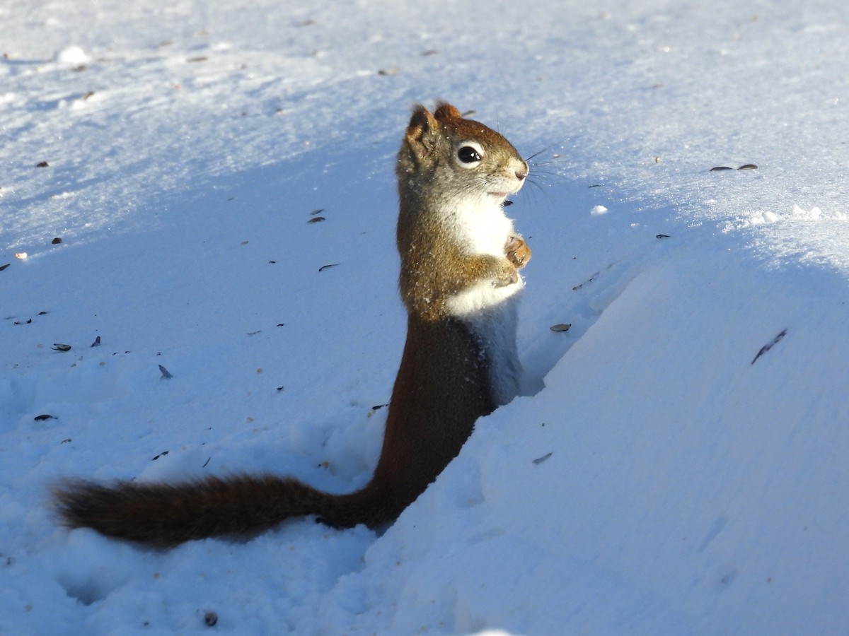 Squirrels - ML646805907