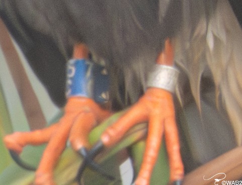 Snail Kite - ML646805910