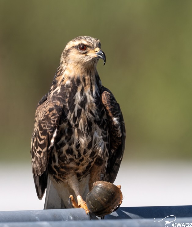 Snail Kite - ML646805911