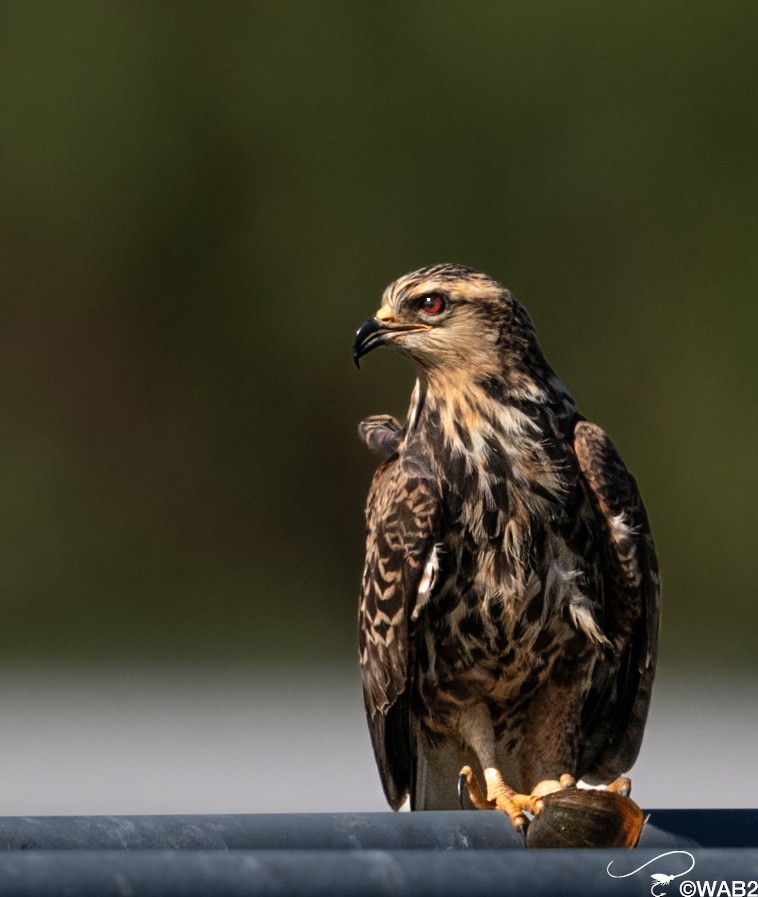 Snail Kite - ML646805912