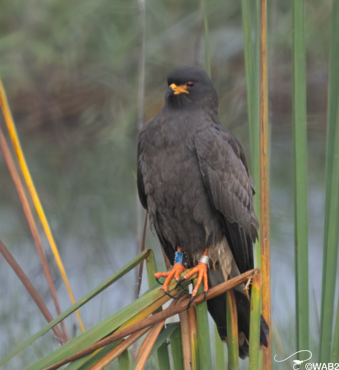 Snail Kite - ML646805913