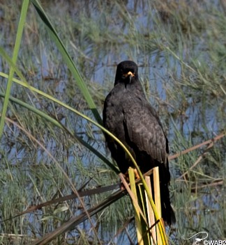 Snail Kite - ML646805914