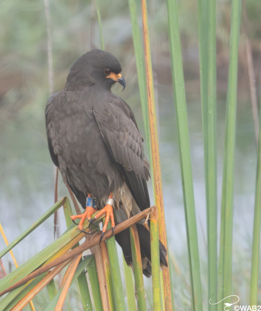 Snail Kite - ML646805915