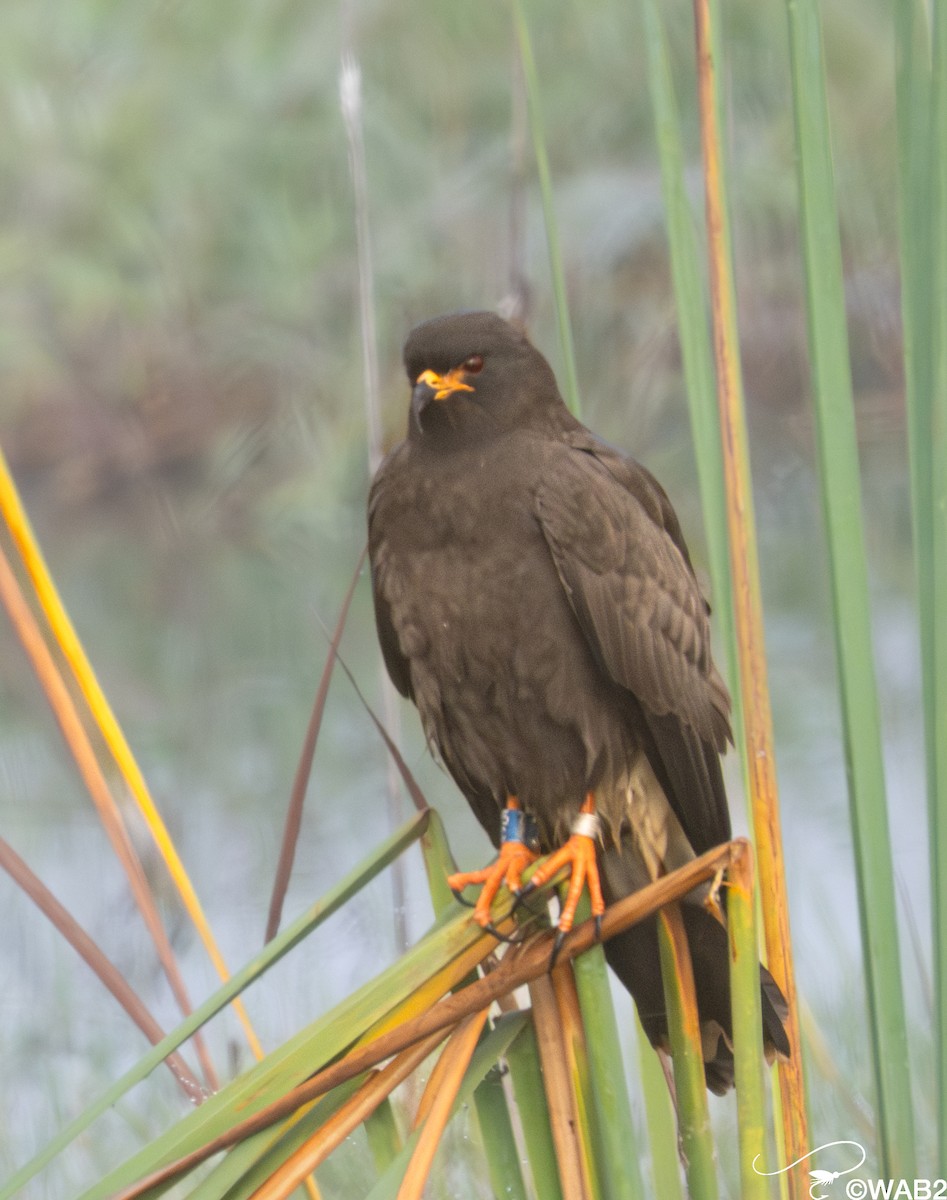 Snail Kite - ML646805916