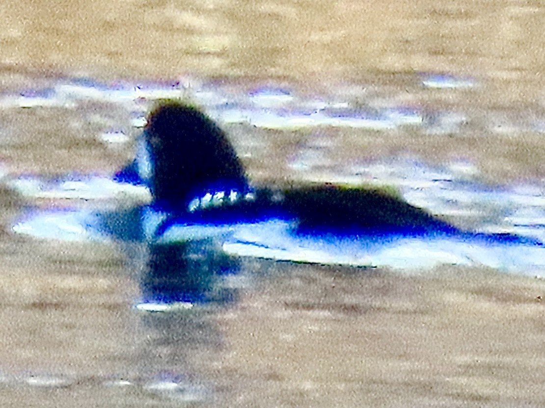 İzlanda Altıngözü - ML646805925