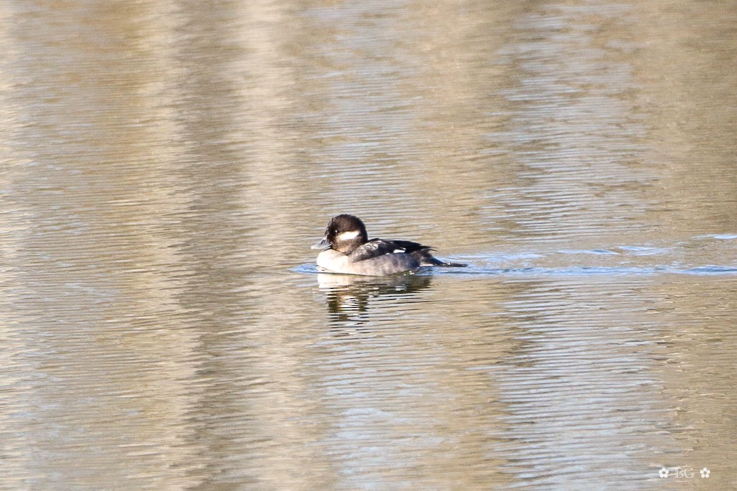 Bufflehead - ML646805926