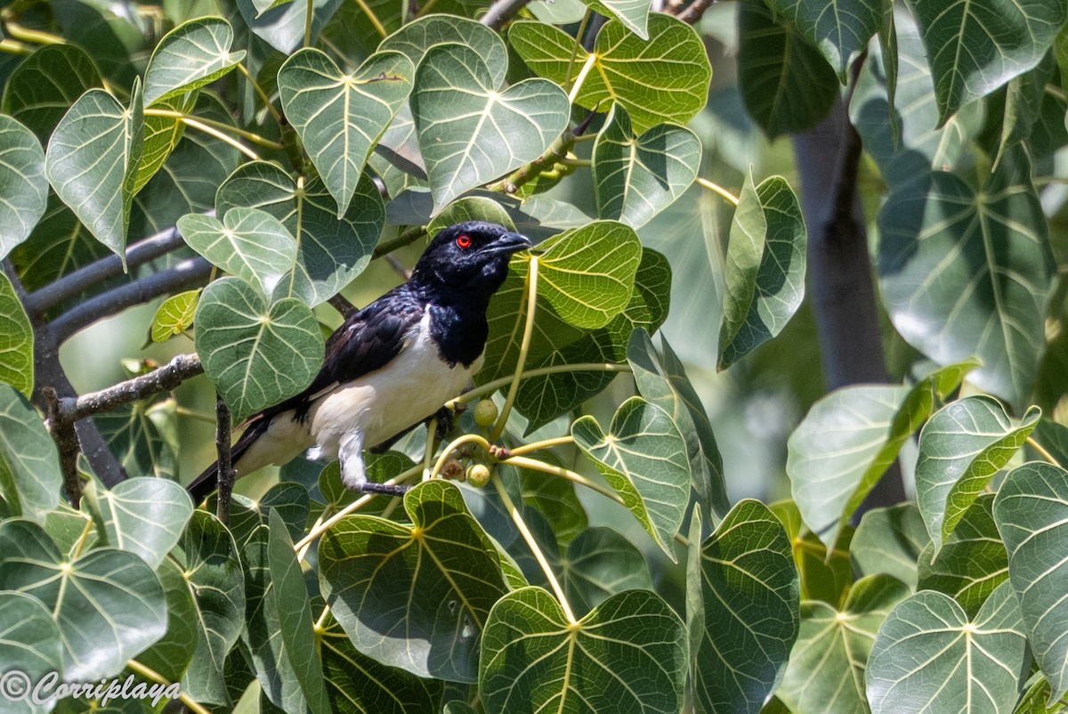 Шпак ефіопський - ML646805928