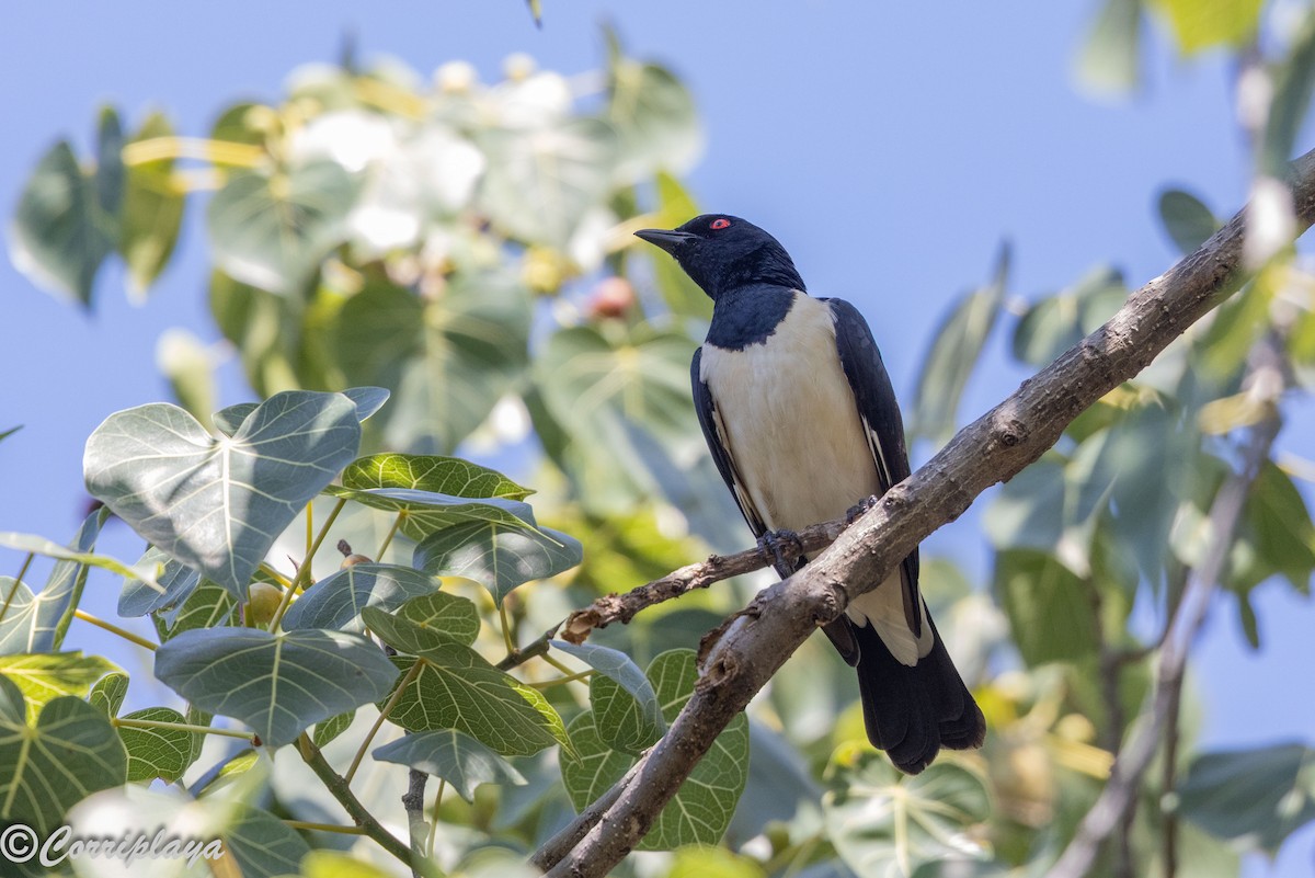 Шпак ефіопський - ML646805929