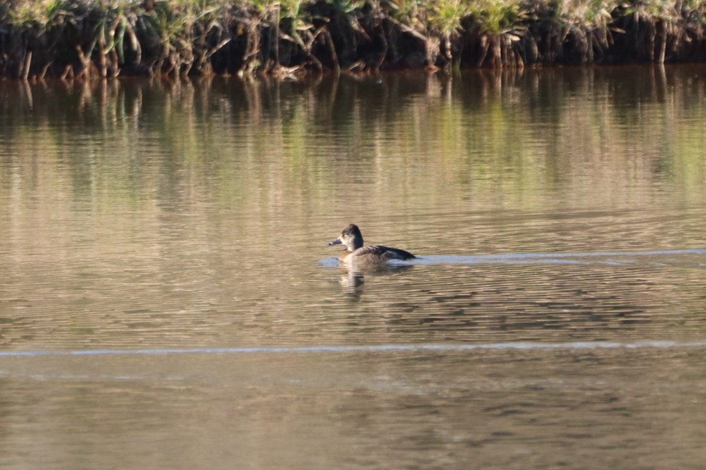 Ring-necked Duck - ML646805931