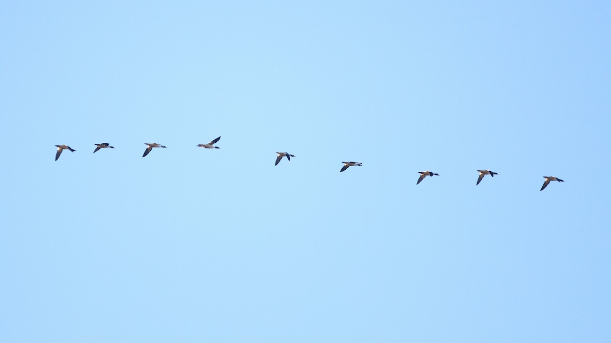 laksand - ML646805932