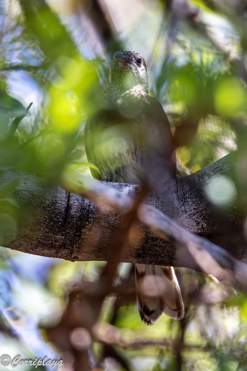 Воскоїд строкатий - ML646805933