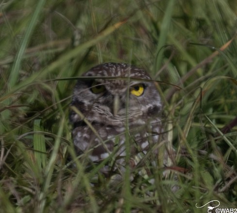 Burrowing Owl - ML646805934