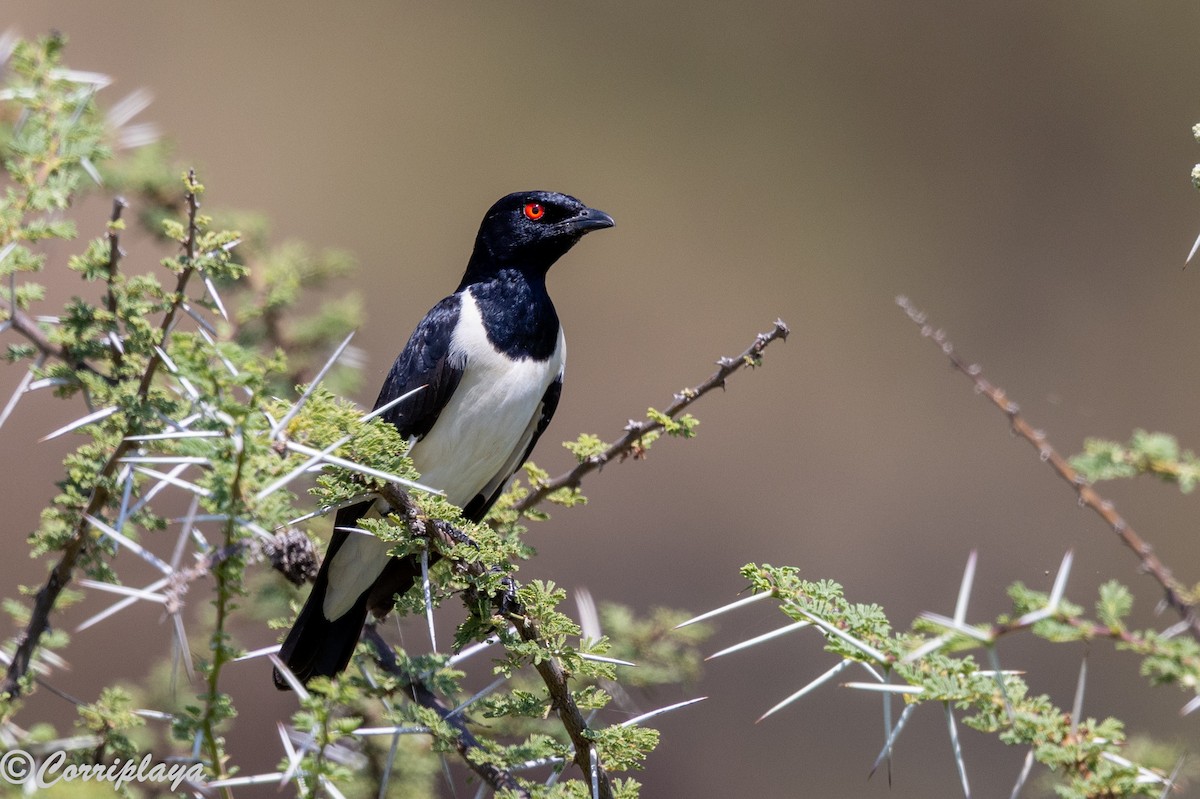 Шпак ефіопський - ML646805936