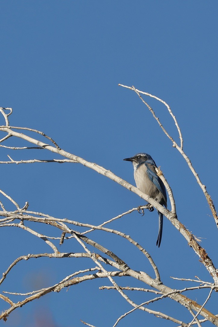 Geai buissonnier - ML646805937