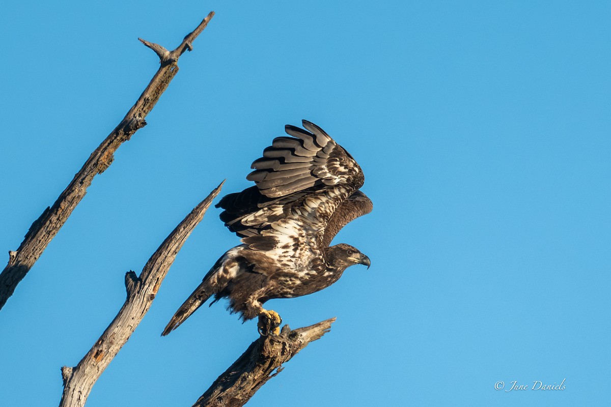 Pygargue à tête blanche - ML646805938