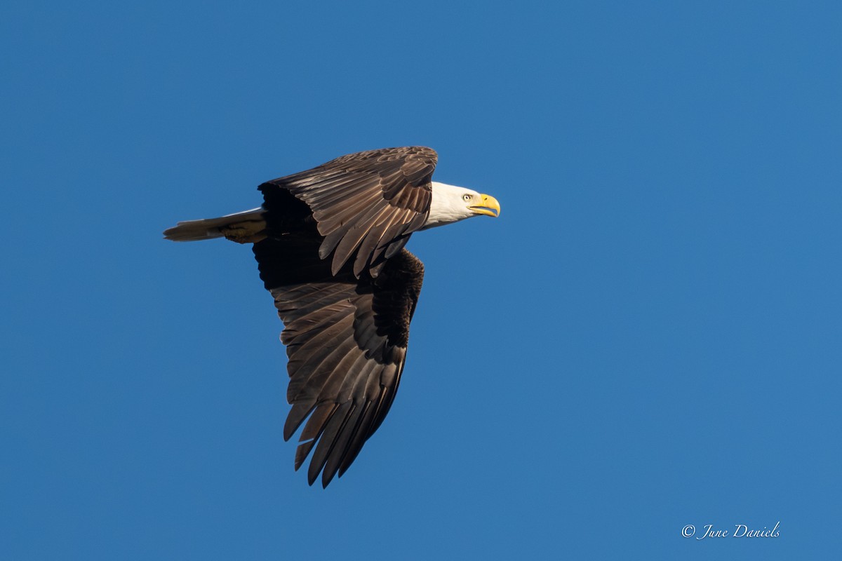 Pygargue à tête blanche - ML646805939