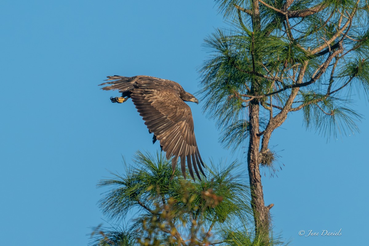 Pygargue à tête blanche - ML646805940
