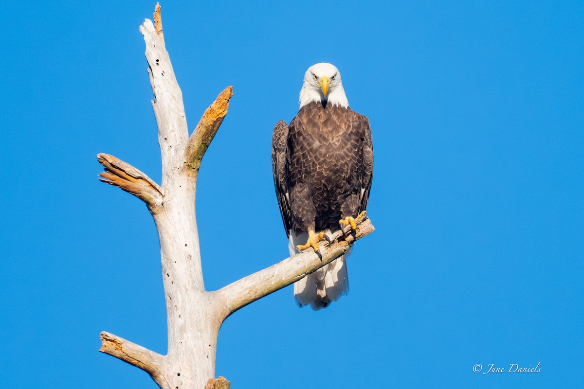 Pygargue à tête blanche - ML646805941