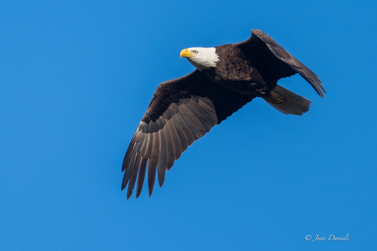 Pygargue à tête blanche - ML646805942