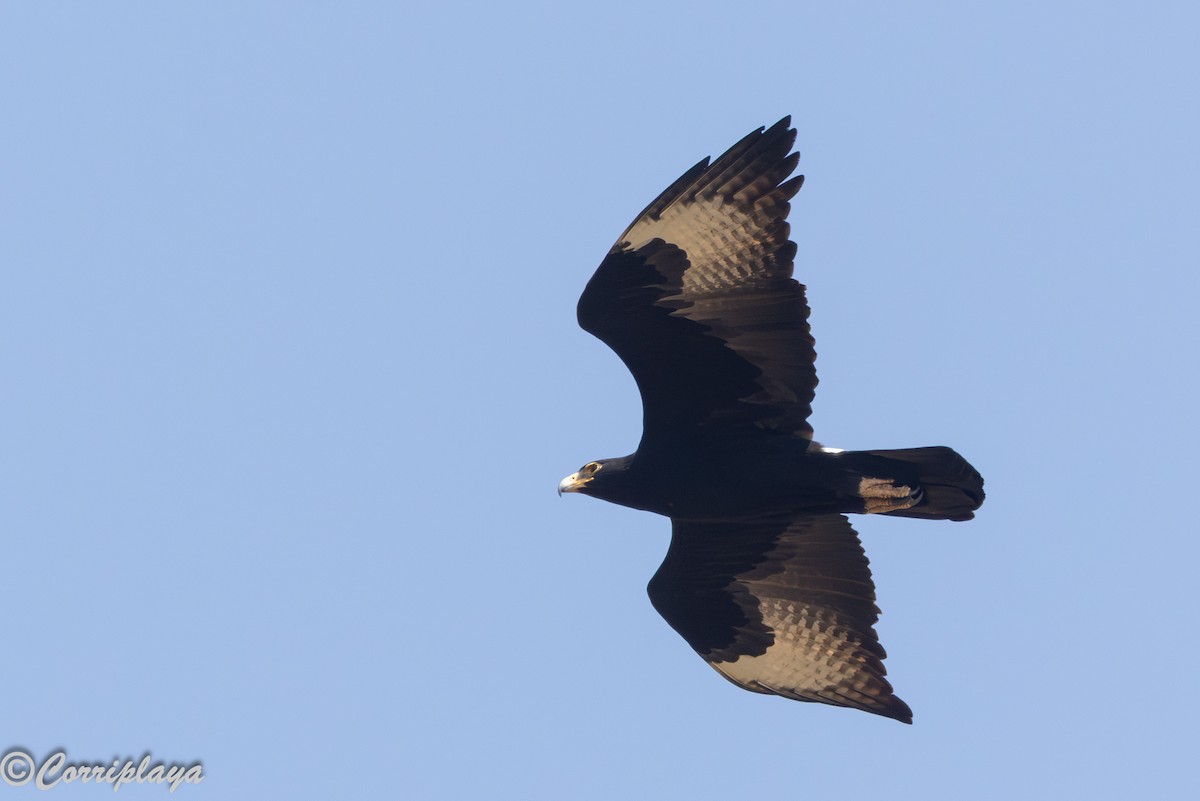 Орел кафрський - ML646805943