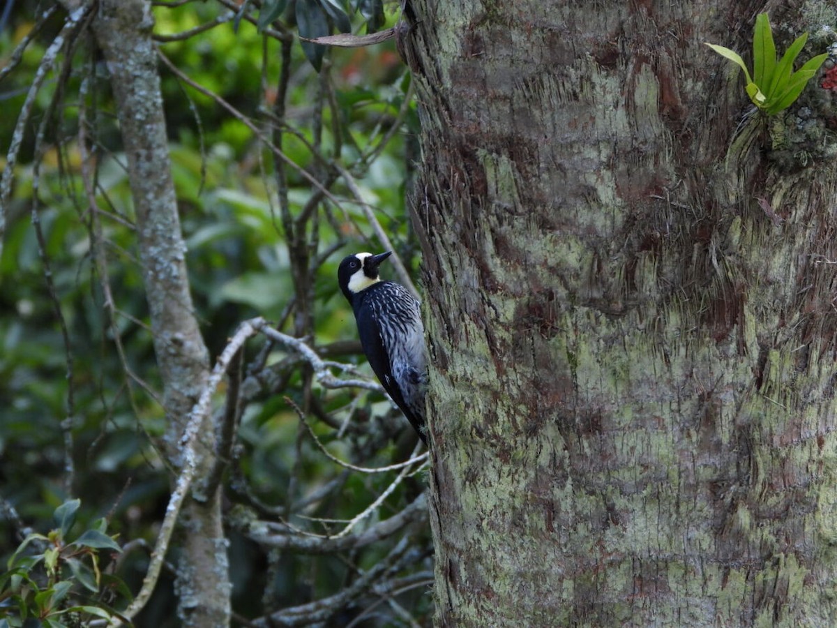 Pic glandivore - ML646805944