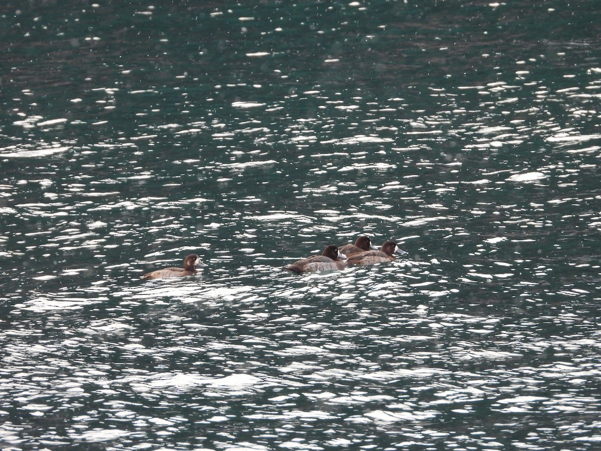 Greater Scaup - ML646805945