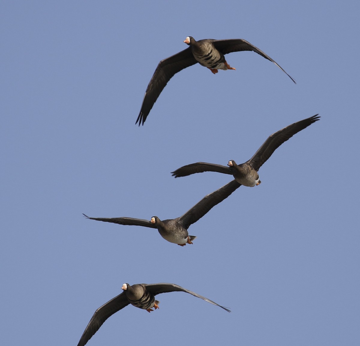 Oie rieuse - ML646805946