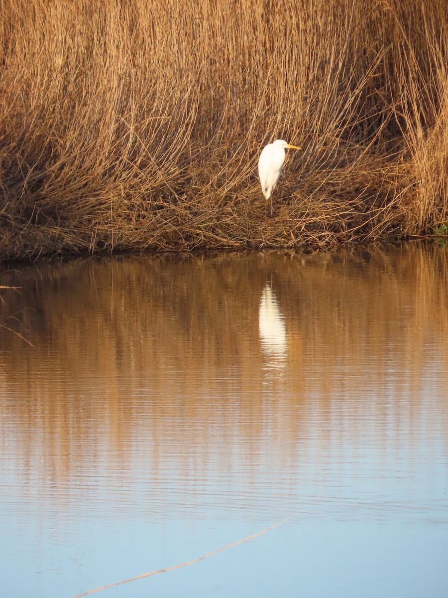 Grande Aigrette - ML646805947