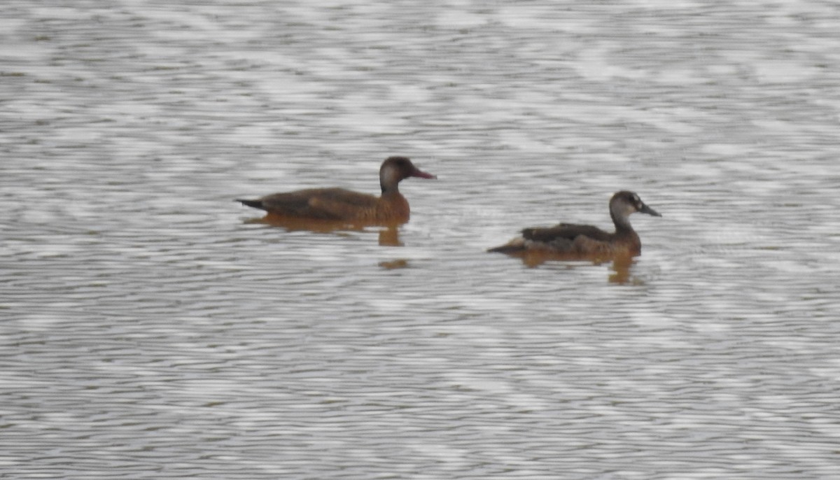 Canard amazonette - ML646805949