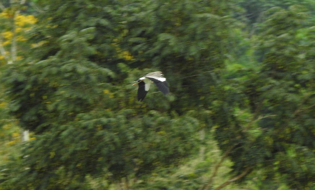 Vanneau téro - ML646805950