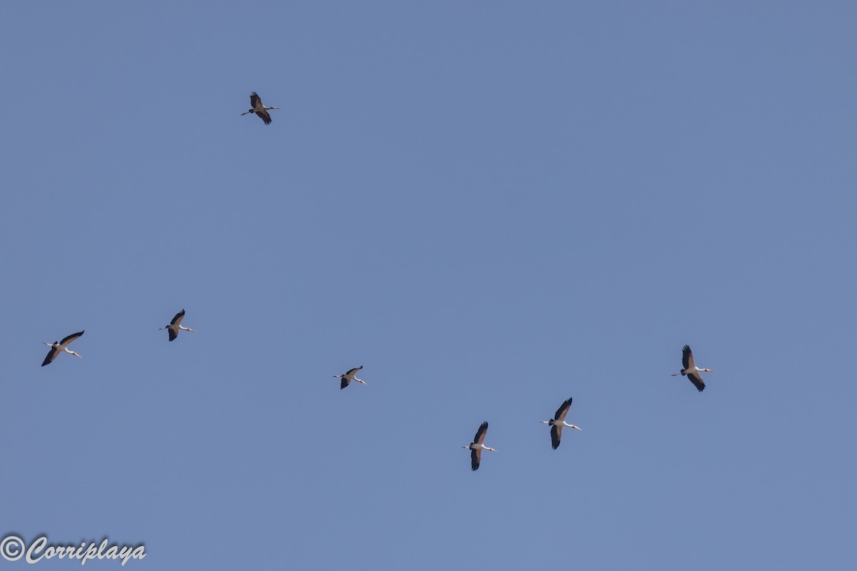 Лелека-тантал африканський - ML646805951