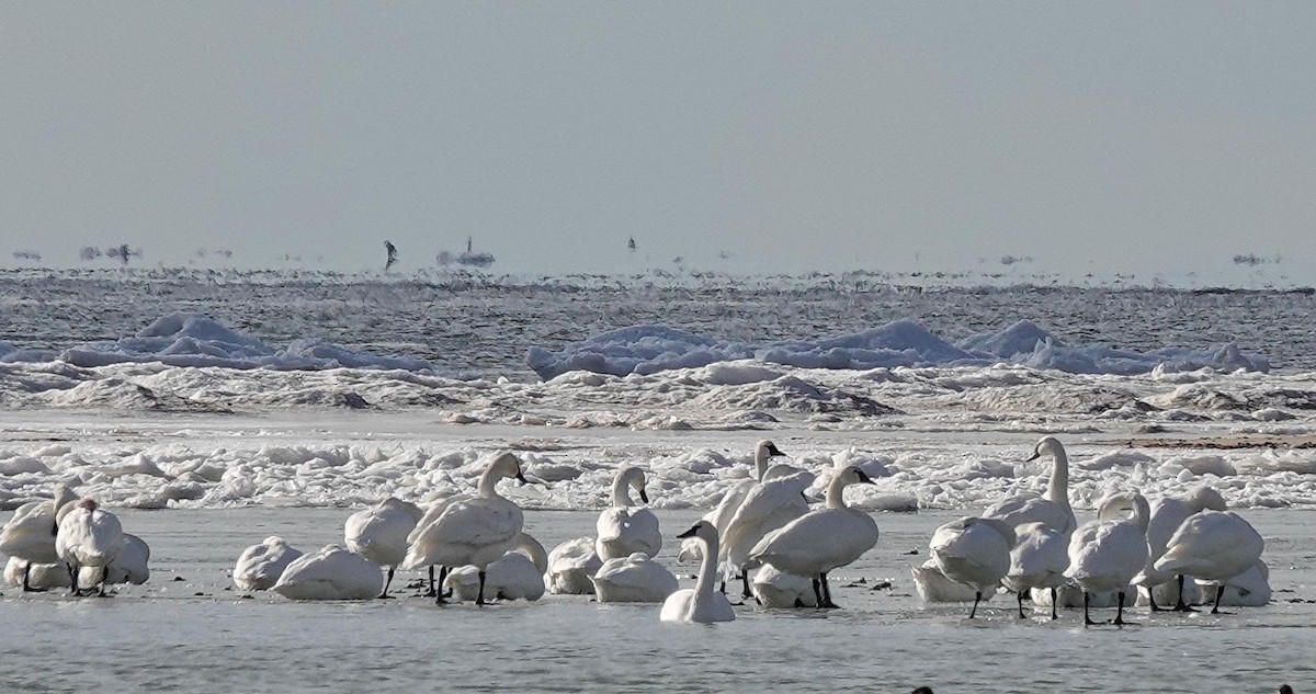 Cygne siffleur - ML646805952