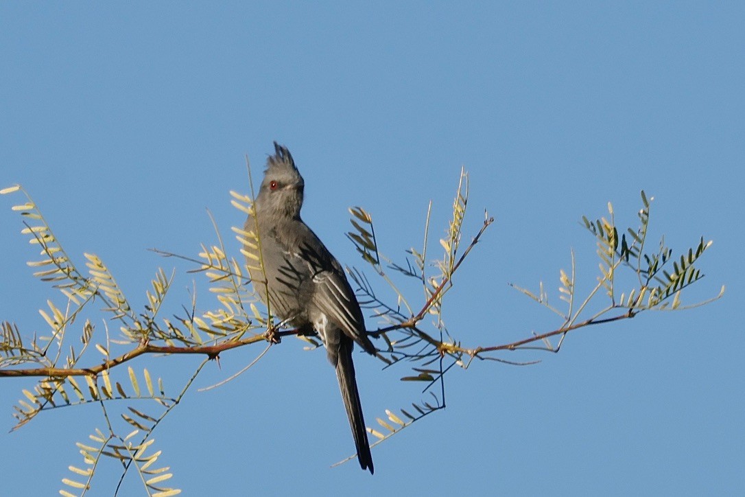 Phénopèple luisant - ML646805953