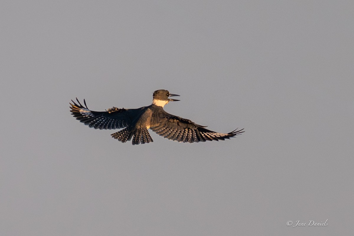 Martin-pêcheur d'Amérique - ML646805956