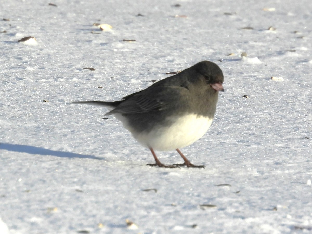 Junco ardoisé - ML646805958