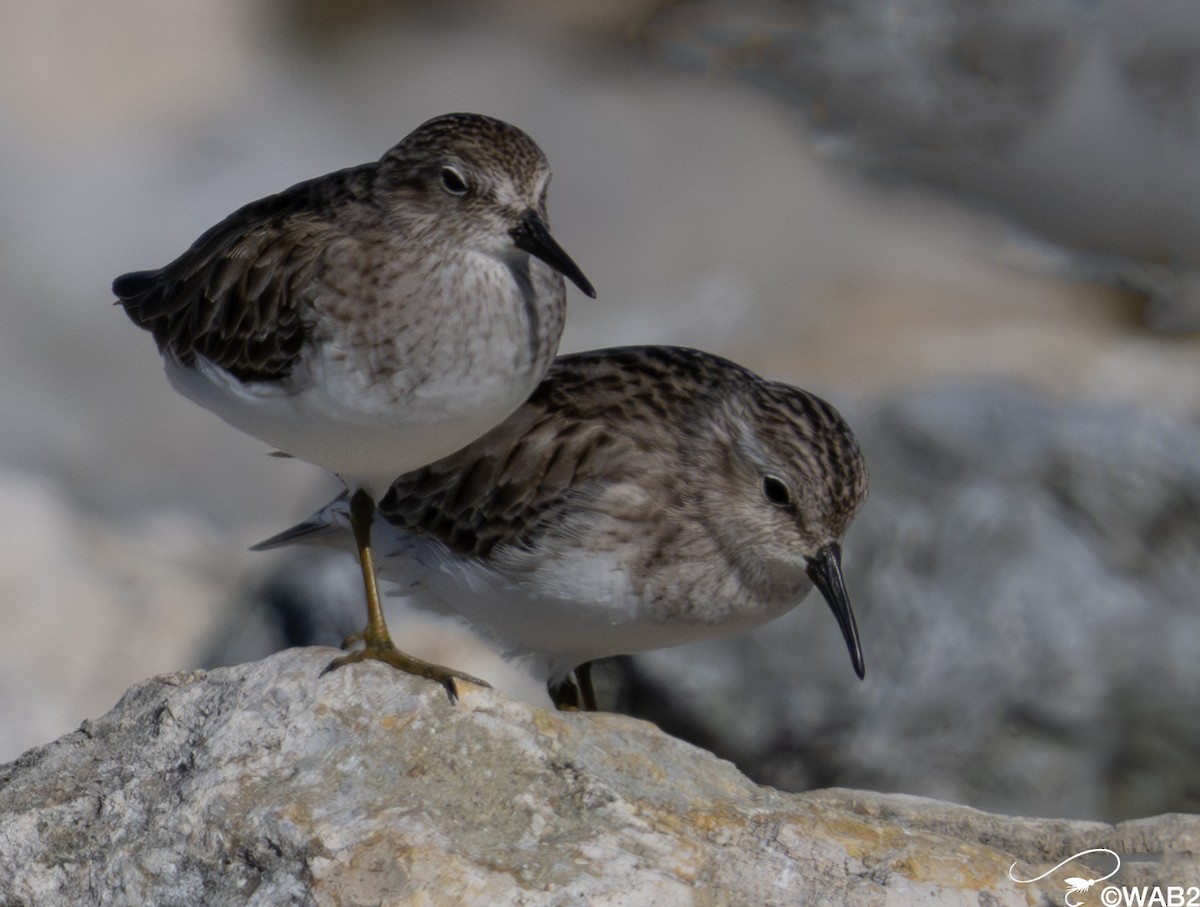 Bécasseau minuscule - ML646805959